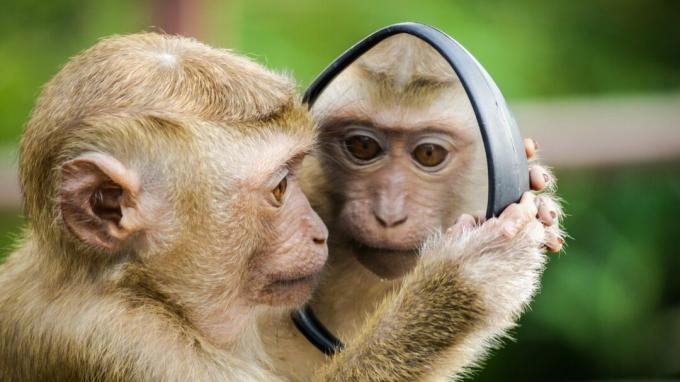 Affe, der in einen Spiegel schaut
