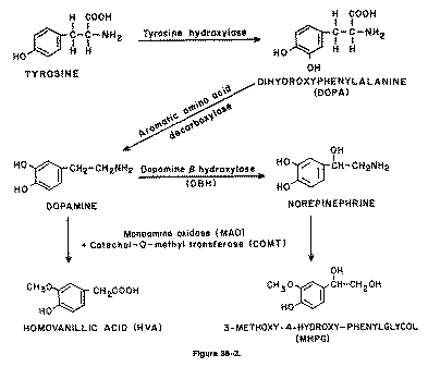 L Biochemischer Prozess von Tyrosin